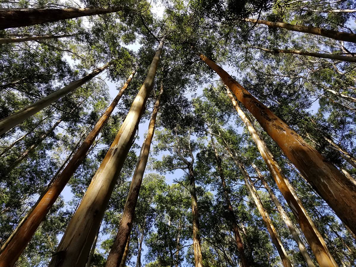 Foret eucalyptus Tencel Lyocell