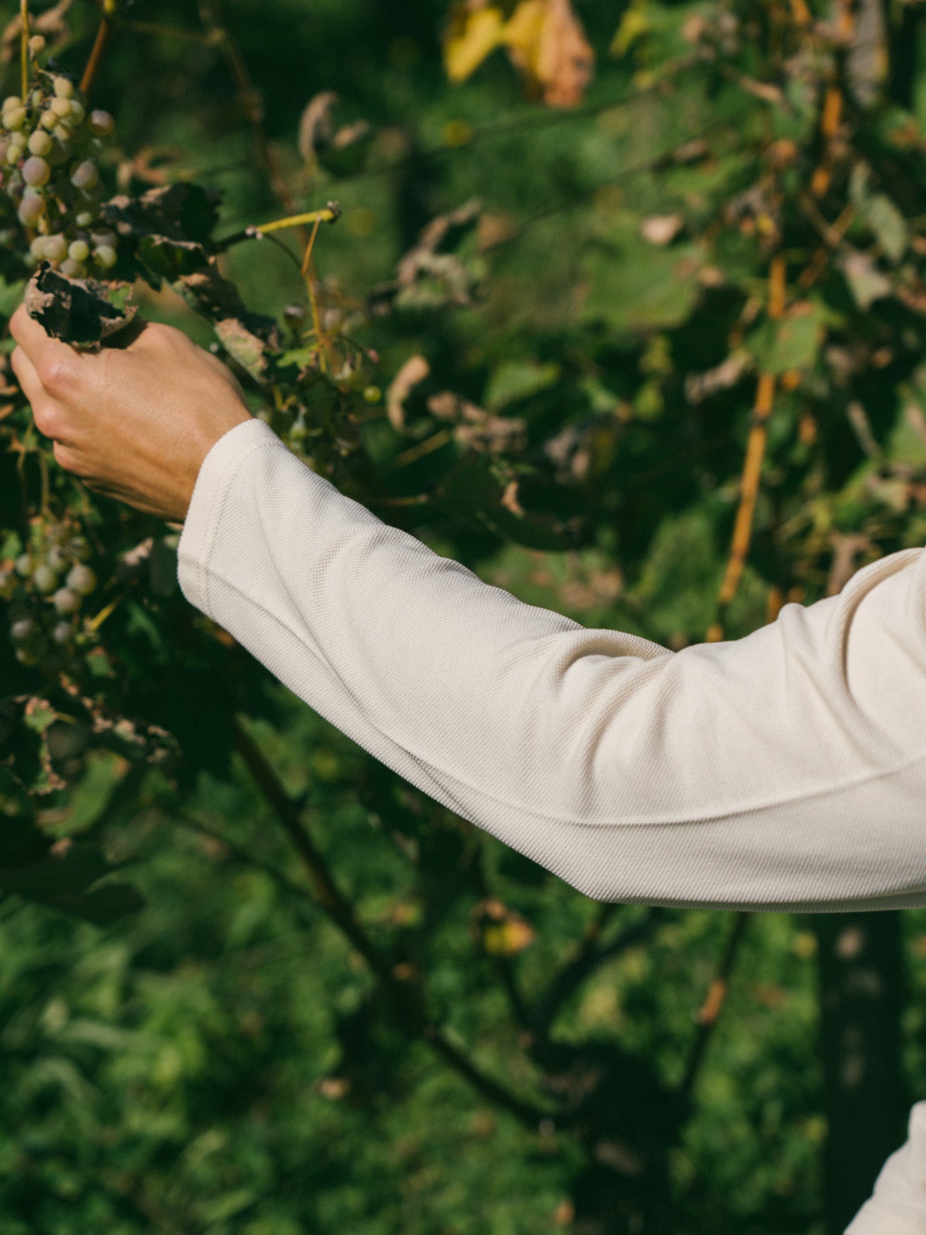 Pétrone Polo manches longues Tencel coton bio écru homme#couleur_écru